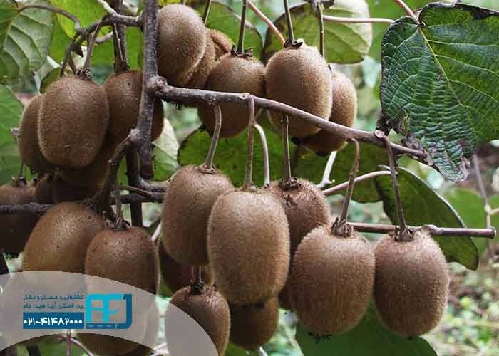 صادرات کیوی به روسیه
