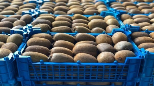 آغاز صادرات کیوی از ۷ مهر ماه