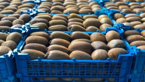 آغاز صادرات کیوی از ۷ مهر ماه